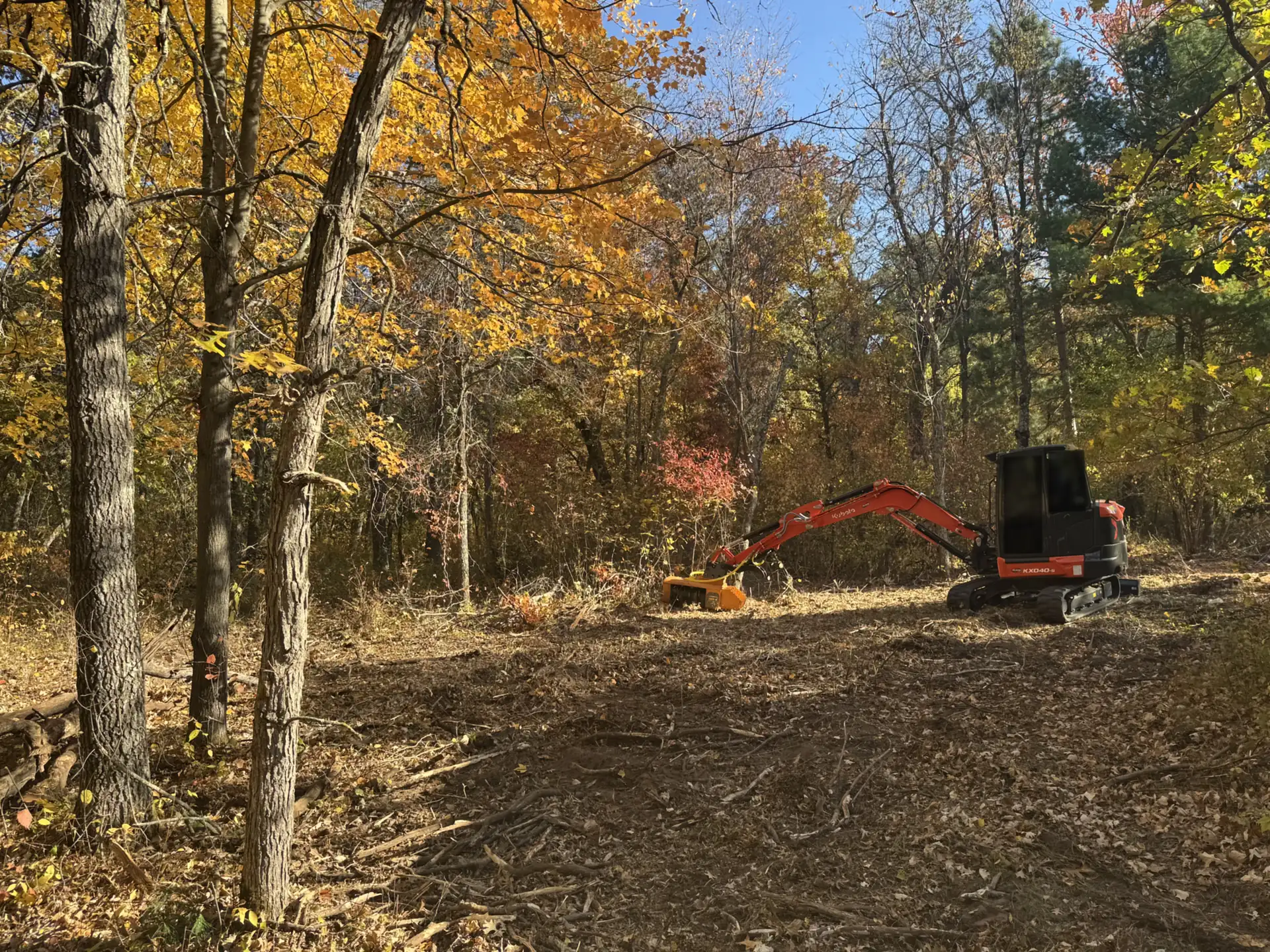 Mini-excavator with a forestry mulching head clearing brush under golden fall maples, leaving a mulched forest floor